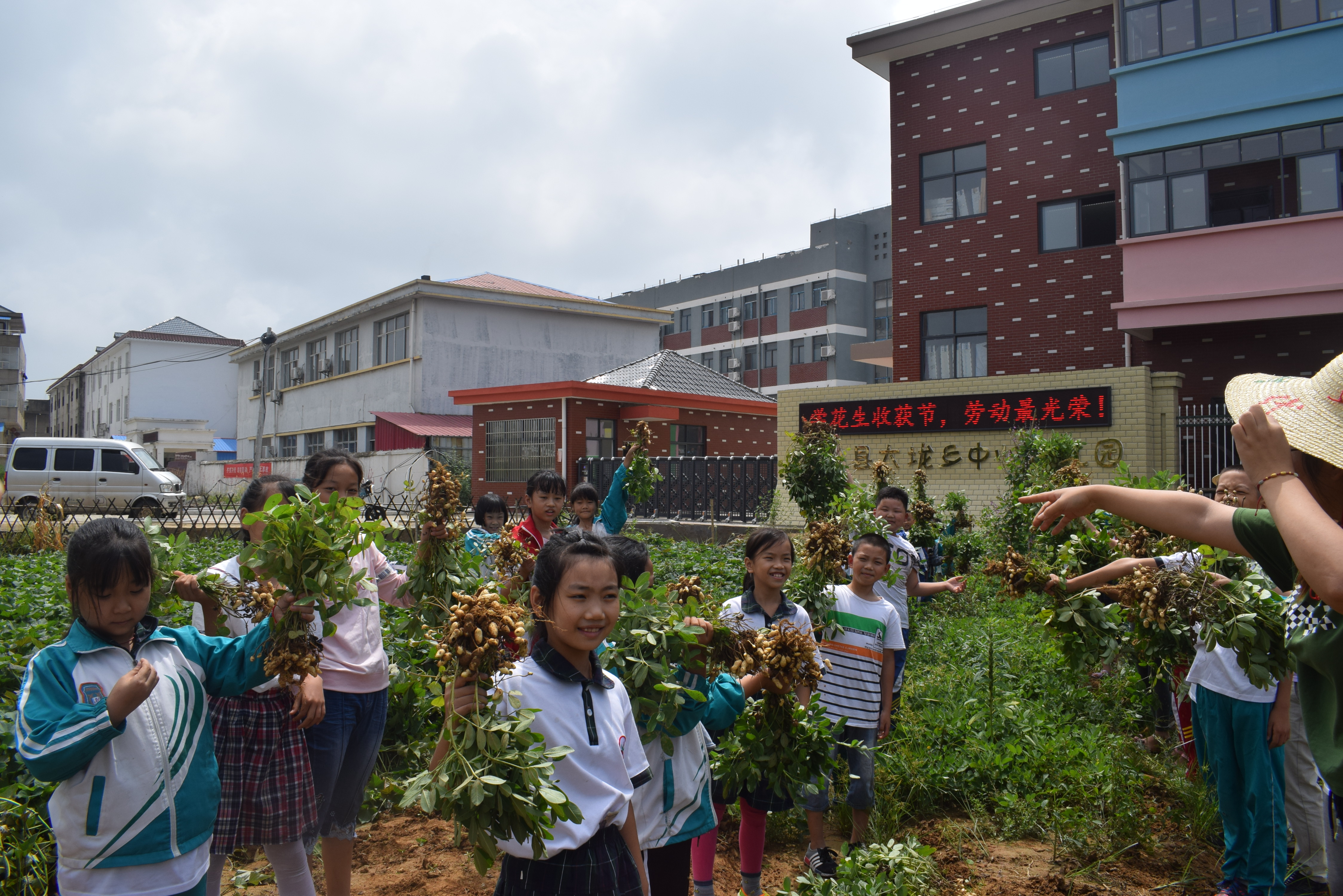 大垅小学首届花生收获节 新闻动态: